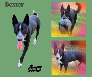 Border Collie-Unknown Mix Dogs for adoption in Lindsay, CA, USA