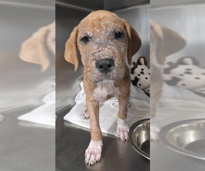 Labrador Retriever-Unknown Mix Dogs for adoption in Tallahassee, FL, USA
