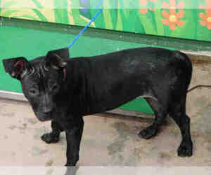 American French Bull Terrier Dogs for adoption in Waco, TX, USA