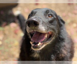 Collie Dogs for adoption in Tulsa, OK, USA