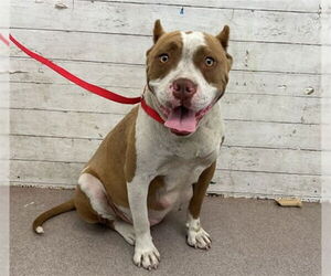 American Pit Bull Terrier Dogs for adoption in San Bernardino, CA, USA