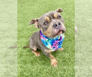 American Pit Bull Terrier Dogs for adoption in Baytown, TX, USA