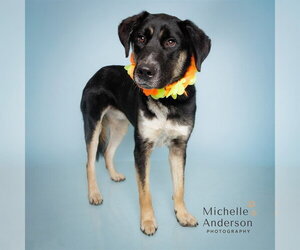 German Shepherd Dog Dogs for adoption in Corona, CA, USA