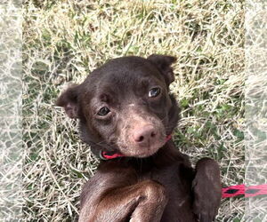 Chihuahua-Unknown Mix Dogs for adoption in Yardley, PA, USA