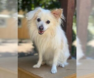 Pomeranian Dogs for adoption in Parlier, CA, USA