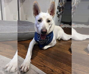 - Mix Dogs for adoption in Phoenix, AZ, USA