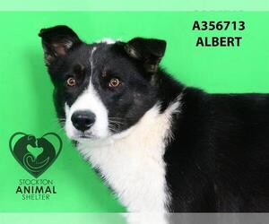 Border Collie Dogs for adoption in Stockton, CA, USA