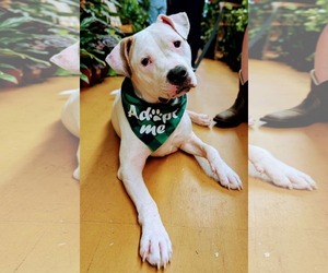 American Pit Bull Terrier-Unknown Mix Dogs for adoption in Germantown, OH, USA