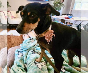 Miniature Pinscher Dogs for adoption in Spring Lake, NC, USA