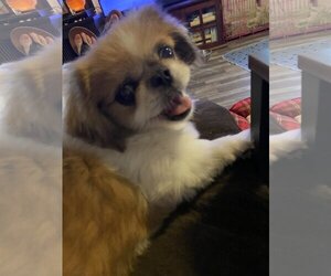 Pekingese Dogs for adoption in Middlesex, NC, USA