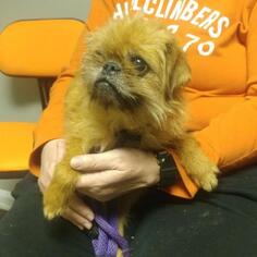Brussels Griffon Dogs for adoption in Evansville, IN, USA