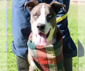 Catahoula Leopard Dog Dogs for adoption in Von Ormy, TX, USA