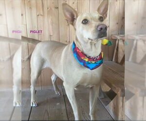 Carolina Dog-Unknown Mix Dogs for adoption in Woodland Hills, CA, USA