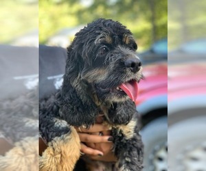 Cocker Spaniel Dogs for adoption in Pembroke, GA, USA