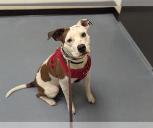 American Pit Bull Terrier-Pointer Mix Dogs for adoption in Denver, CO, USA