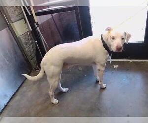 Labrador Retriever-Unknown Mix Dogs for adoption in Tulsa, OK, USA