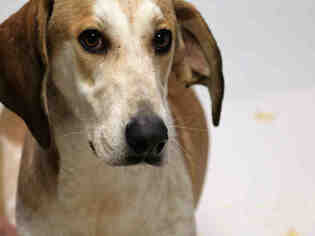 Treeing Walker Coonhound Dogs for adoption in Lacombe, LA, USA