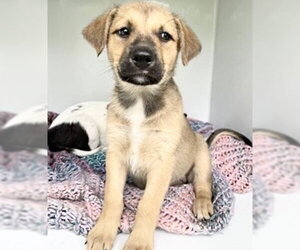 Black Mouth Cur-German Shepherd Dog Mix Dogs for adoption in Houston, TX, USA