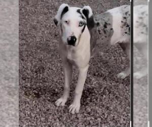 Great Dane-Unknown Mix Dogs for adoption in Prescott Valley, AZ, USA