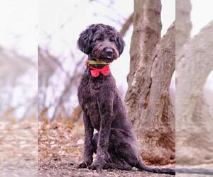 Labradoodle Dogs for adoption in Shakopee, MN, USA