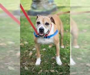 Boxer Dogs for adoption in Vero Beach, FL, USA