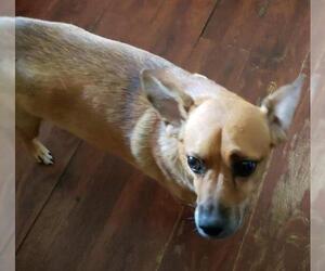 Beagi Dogs for adoption in Pembroke, GA, USA
