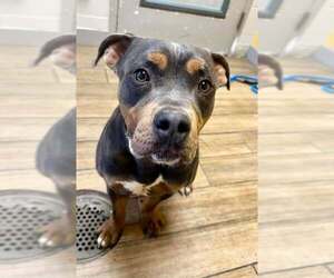 Mutt Dogs for adoption in Rowlett, TX, USA