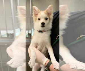 Pomeranian Dogs for adoption in Calverton, NY, USA