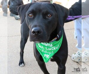 Labrador Retriever-Retriever  Mix Dogs for adoption in Washington, DC, USA