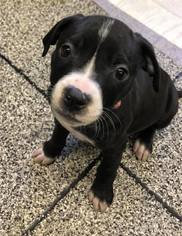 Medium Photo #1 American Staffordshire Terrier-Unknown Mix Puppy For Sale in Pequot Lakes, MN, USA