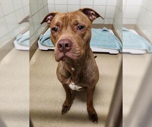 Mutt Dogs for adoption in Derwood, MD, USA