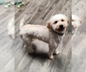 Goldendoodle (Miniature) Dogs for adoption in St. Louis Park, MN, USA
