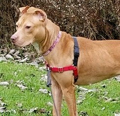 American Pit Bull Terrier Dogs for adoption in Attica, NY, USA