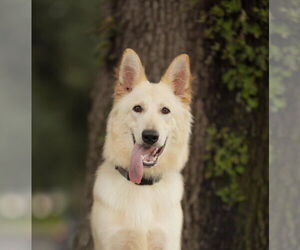 German Shepherd Dog-Unknown Mix Dogs for adoption in Orlando, FL, USA