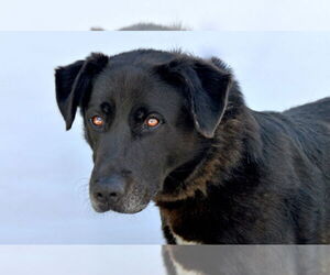 Labrador Retriever-Unknown Mix Dogs for adoption in Pasadena, CA, USA