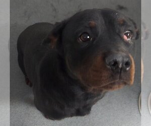 Rottweiler Dogs for adoption in Glen Allen, VA, USA