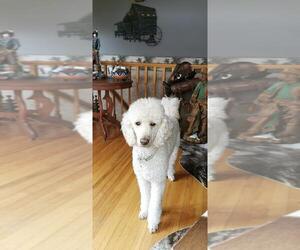 Poodle (Standard) Dogs for adoption in Bowmanville, Ontario, Canada