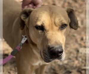 Labrottie Dogs for adoption in Decatur, GA, USA