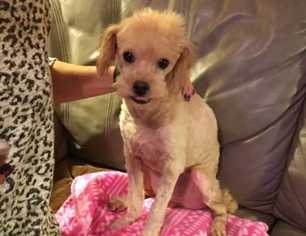 Poodle (Miniature) Dogs for adoption in Durham, NC, USA