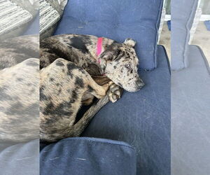 Catahoula Leopard Dog Dogs for adoption in Newport Beach, CA, USA
