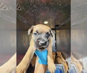 American Staffordshire Terrier-Unknown Mix Dogs for adoption in San Antonio, TX, USA