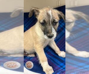 German Shepherd Dog Dogs for adoption in HESPERIA, CA, USA