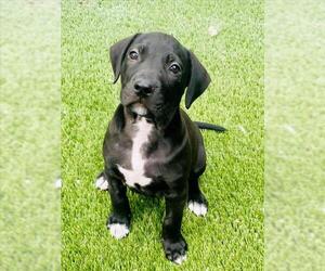 Labrador Retriever-Unknown Mix Dogs for adoption in Toronto, Ontario, Canada