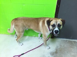 Saint Bernard Dogs for adoption in Green Cove Springs, FL, USA