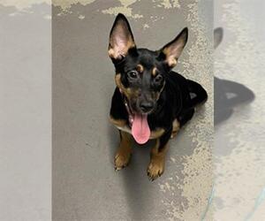 Australian Kelpie-Basenji Mix Dogs for adoption in Tallahassee, FL, USA