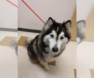 Alaskan Malamute Dogs for adoption in Placerville, CA, USA