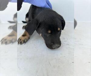German Shepherd Dog-Unknown Mix Dogs for adoption in Houston, TX, USA