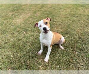 American Pit Bull Terrier-Unknown Mix Dogs for adoption in Grovetown, GA, USA