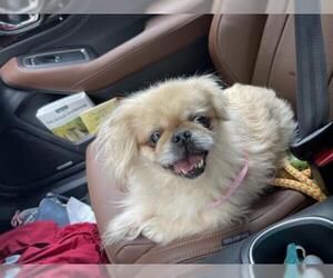 Pekingese Dogs for adoption in Holly Springs, NC, USA