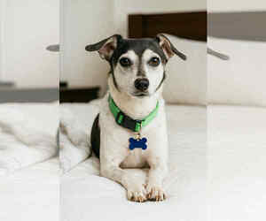 Mutt Dogs for adoption in Gulfport, MI, USA